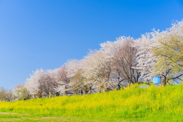 上堰潟公園の桜2026の見頃はいつ？菜の花の開花時期やピークについても紹介！